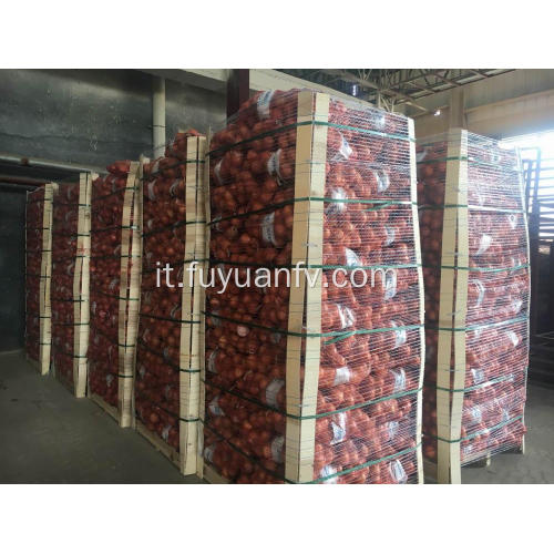 Esporta cipolle gialle fresche in Israele